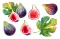 Set of hand drawn watercolour purple fig fruits and green leaves isolated on a white background. Illustration of bright Royalty Free Stock Photo