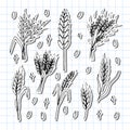 Set of hand drawn wheat ears. Grain spikelets. Doodle, sketch. Bakery design elements. Stickers