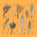 Set of hand drawn wheat ears. Grain spikelets. Doodle, sketch. Bakery design elements Royalty Free Stock Photo