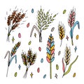 Set of hand drawn wheat ears. Grain spikelets. Doodle, sketch. Bakery design elements Royalty Free Stock Photo