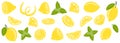 Set of hand drawn whole, half, sliced lemon. vector illustration of fresh tasty citrus fruits and mint for icon, logo Royalty Free Stock Photo