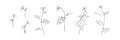 Set of hand drawn wild flowers. Outline buttercup floral collection painted by ink. Black isolated sketch vector on white