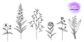 Set of hand-drawn wild flowers. Royalty Free Stock Photo