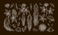 Set of hand drawn wild ginseng root,pills and powder. Botanical vector illustration in sketch style for packaging, logo,