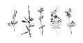 Set of hand drawn wild plants. Outline herbs with leaves and flowers, ink painting silhouette. Black isolated vector on white
