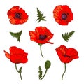 Set of hand drawn wild red poppy flowers isolated on white background Royalty Free Stock Photo