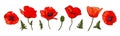 Set of hand drawn wild red poppy flowers isolated on white background Royalty Free Stock Photo