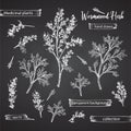 Set hand drawn of wormwood root, lives and flowers in white chalk style isolated on black background. Retro vintage