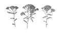 Set of hand drawn yarrow flowers. Outline floral sketch ink drawn. Black isolated botanical vector illustration on white