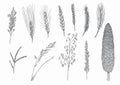 Set of hand made ink drawings of ears from different cereals Royalty Free Stock Photo
