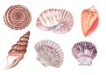 Set of hand-painted detailed seashell illustrations in warm colors.