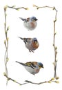Set of hand painted Male Common Chaffinch Fringilla coelebs watercolor birds within frame of spring buds and twigs