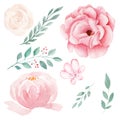 Set of hand painted pink watercolor flowers and greenery leaves.
