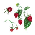 A set of hand-painted watercolor elements: red raspberry, raspberry branch with green leaves isolated on a white Royalty Free Stock Photo