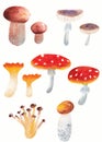 Set of hand painted watercolor mushrooms champignon, boletus, cantharellus cibarius, amanita isolated on white Royalty Free Stock Photo