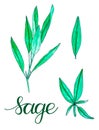 Set of hand painted watercolor sage isolated on white