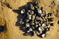 set of hand-shaped sea snails placed on top of a rock Royalty Free Stock Photo