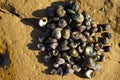 set of hand-shaped sea snails placed on top of a rock Royalty Free Stock Photo