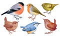 Handpaintig watercolor set of forest birds isolated on white..