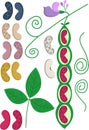 Set haricot beans of different colors