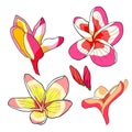 Set Hawaiian plumeria flower an exotic. vector illustration Royalty Free Stock Photo