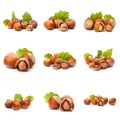 Set of Hazelnut nut many leaves isolated on a white background as a packaging design element Royalty Free Stock Photo