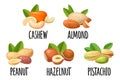 Set hazelnut, peanut, almond, cashew, pistachio. Vector realistic icon nut