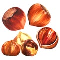 Set of hazelnuts, purified hazelnuts and shells, closeup nuts hazelnut snack isolated, hand drawn watercolor