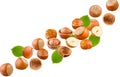 A set of hazelnuts, whole halves of the kernel peel and leaves are flying in space. Excellent retouching quality