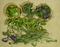 Set of healing herbs. Dry herbs. Herbal medicine, phytotherapy m