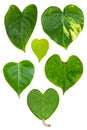 Set of heart shape leaves