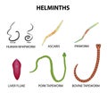 A set of helminths. roundworm, Ascaris, pinworms, bovine tapeworm, pork tapeworm, Whipworm, liver fluke. Infographics. Vector