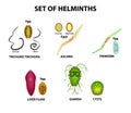 Set of helminths and their eggs. Worms. Hepatic fluke, hepatic trematode, ascaris, pinworm, lamblia, cyst of lamblia.