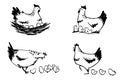 Set of hens with chicks and hen sitting on eggs, vector line art