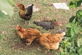 Set of hens walking on the grass in the garden and others lying down in a hole in the ground to incubate eggs