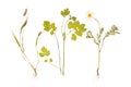 Set of wild dry pressed flowers and leaves, isolated Royalty Free Stock Photo
