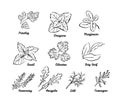 Set of herbs. Black and white vector illustration isolated. Outline leaves