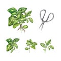 A set of herbs for cooking with scissors Watercolor illustration of Provencal herbs: basil. A bunch of basil, individual twigs.