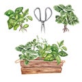 A set of herbs for cooking. Watercolor illustration of Provencal herbs: basil, marjoram. Kitchen scissors and herbs in the drawer