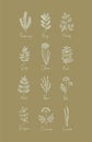 Set of Herbs - 12 Hand Drawn Boho Style Vectors Including Rosemary, Bay, Parsley, Chives, Basil, Mint, Thyme, Lavender, and More Royalty Free Stock Photo