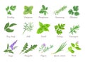 Set of herbs and seasoning isolated. Vector cartoon flat illustration.