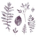 set of herbs and leaves tender silhouettes of plants on white background