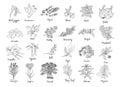 Set of Herbs and spices hand drawn illustrations. Royalty Free Stock Photo