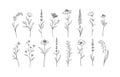 Set of Herbs and Wild Flowers. Hand drawn floral elements. Vector illustration