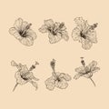 Set Hibiscus flower collection vector illustration with line art Royalty Free Stock Photo