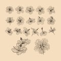 Set Hibiscus flower collection vector illustration with line art Royalty Free Stock Photo