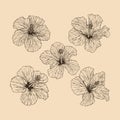 Set Hibiscus flower collection vector illustration with line art nature Royalty Free Stock Photo