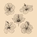 Set Hibiscus flower collection vector illustration with line art Royalty Free Stock Photo