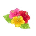 Set hibiscus flower. Multicolored hibiscus flowers red, yellow and pink. Royalty Free Stock Photo