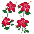 Set of Hibiscus flowers collection